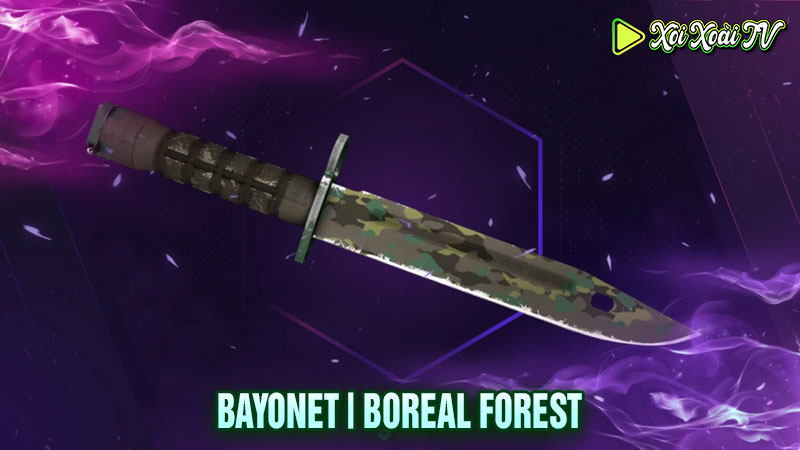 Bayonet boreal forest